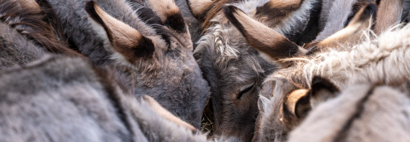 Parco dell’Asino Sardo “Mui Muscas” - Ortueri