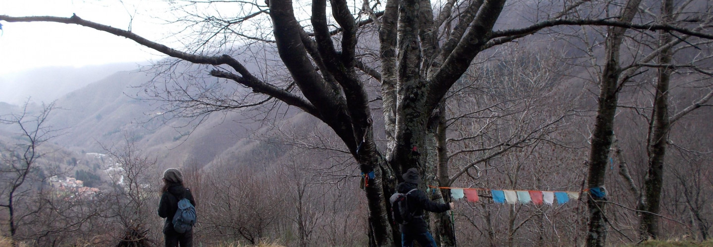 Albero con gli Occhi