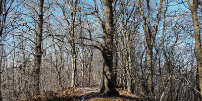 <p>Il bosco di Selva Alta © CAI Salò – Foto di Corrado Corradini.</p>
