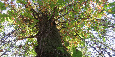 <p>Un albero monumentale presso Cascina Trat – © CAI Salò – Foto di Cristina Donini.</p>
