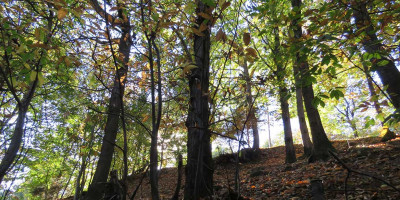 <p>Autunno nei boschi di Guine. © CAI Salò – Foto di Crisina Donini.</p>
