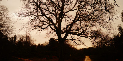 Quercia Montalbano