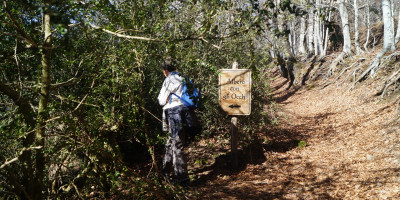 <p>Albero con Occhi 3</p>
