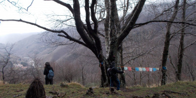 <p>Albero con gli occhi</p>
