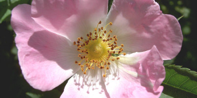 <p>Hundsrose</p>
