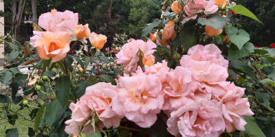 <p>Camelie Orto Botanico Lucca</p>
