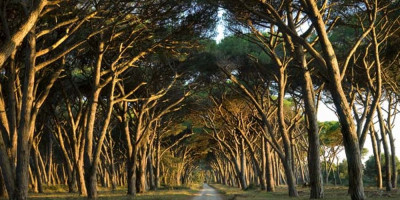 <p>Parco San Rossore</p>
